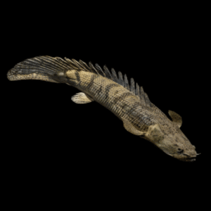 Giant Congo Bichir Polypterus Congicus 10cm