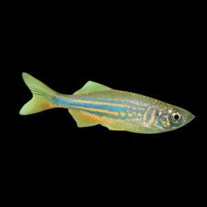 Giant Danio Devario Aequipinnatus 2cm