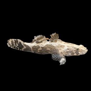 Giant Marble Sleeper Goby Oxyeleotris Marmorata 6cm