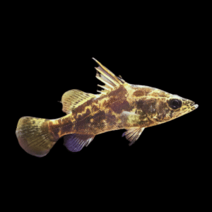 Giant Nile Perch Lates Niloticus 10cm