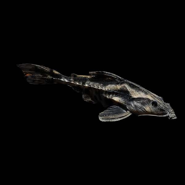 Giant Raphael Catfish Megalodoras Uranoscopus 10cm