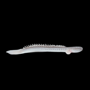 Giant True Dragon Goby Goboides Broussoneti 15cm