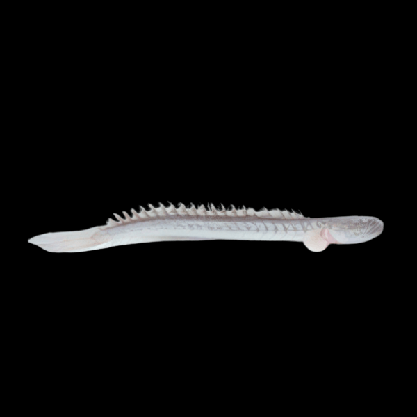 Giant True Dragon Goby Goboides Broussoneti 15cm