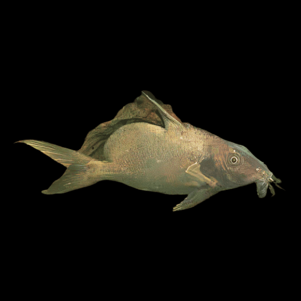 Giant Upside Down Catfish Synodontis Batensoda 5cm