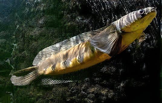 Maru Red Sampit Snakehead Channa Melanptera Marulioides 6cm - Image 4