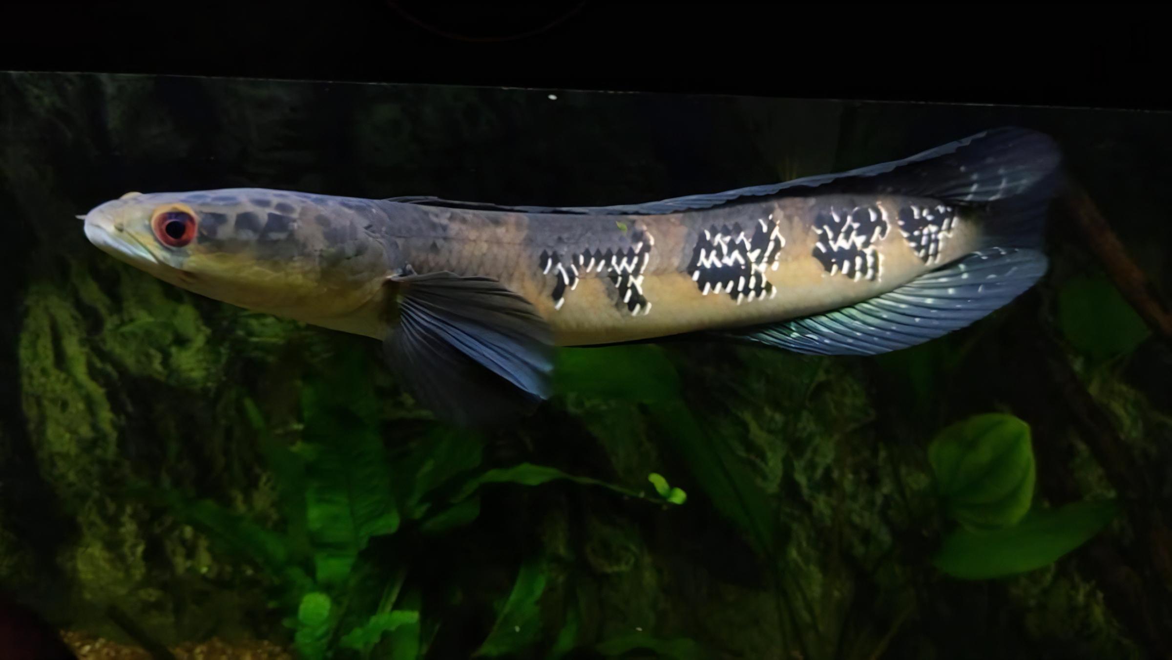 Maru Red Sampit Snakehead Channa Melanptera Marulioides 6cm - Image 3