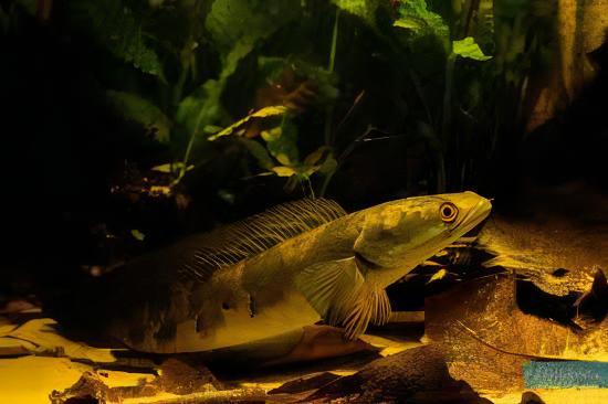 Yellow Emperor Snakehead Channa Maruliodes 10cm - Image 3