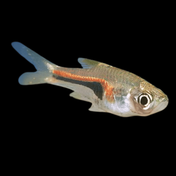 Glowlight Rasbora Trigonostigma Hengeli 2cm