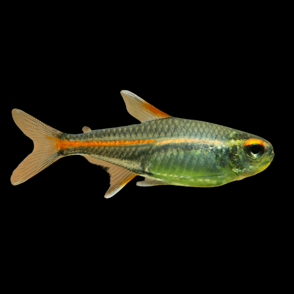 Glowlight Tetra Hemigrammus Erythrozonus 2cm