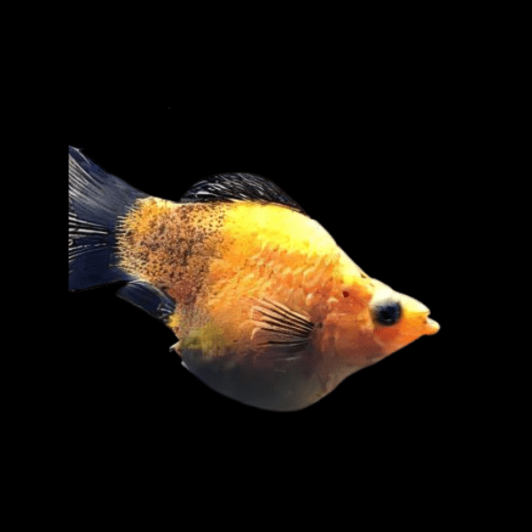 Gold Dust Balloon Molly Fish Poecilia Sphenops 3cm