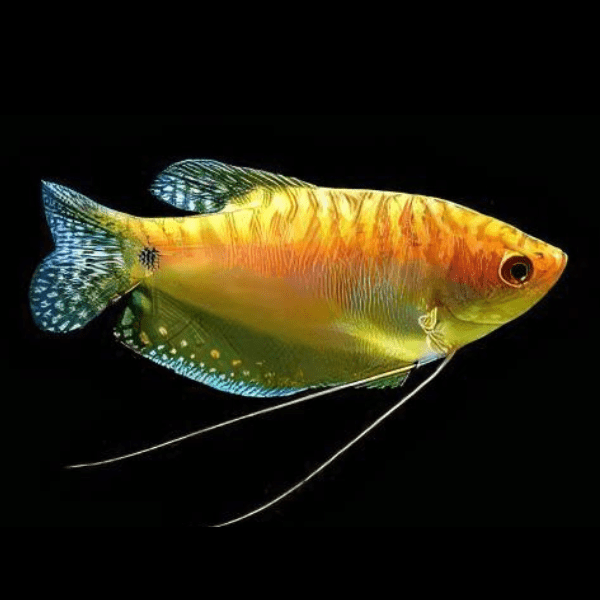 Gold Gourami Trichopodus Trichopterus 5cm