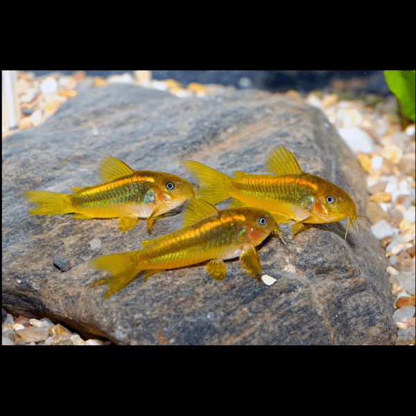 Assorted Corydoras Catfish 3cm - Image 21