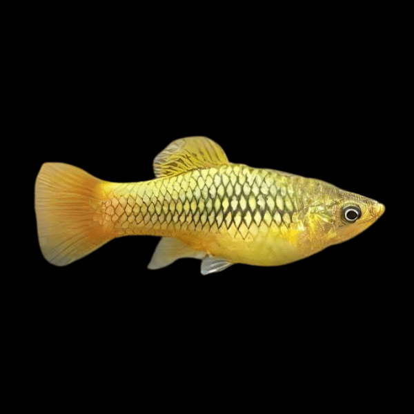 Gold Platy Xiphophorus Maculatus 3cm