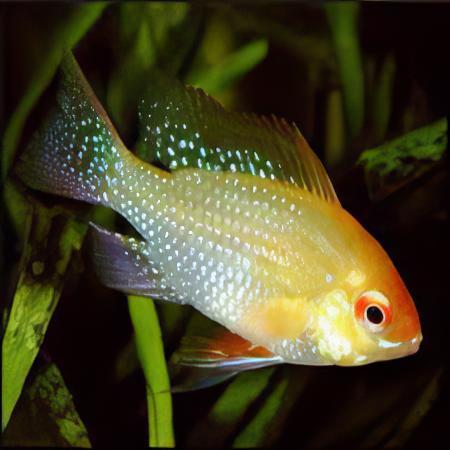 Gold Ram Mikrogeophagus Ramirezi 3cm - Image 4
