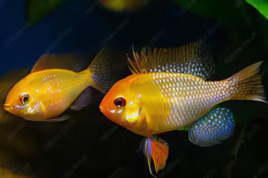 Gold Ram Mikrogeophagus Ramirezi 3cm - Image 7