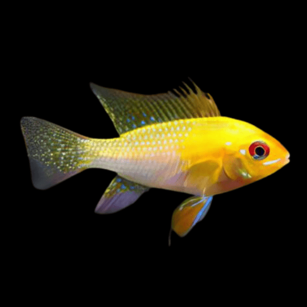 Gold Ram Mikrogeophagus Ramirezi 3cm