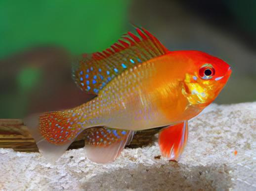 Gold Ram Mikrogeophagus Ramirezi 3cm - Image 6