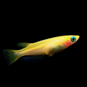 Gold Rice Fish Tetra Oryzias Latipes 3cm