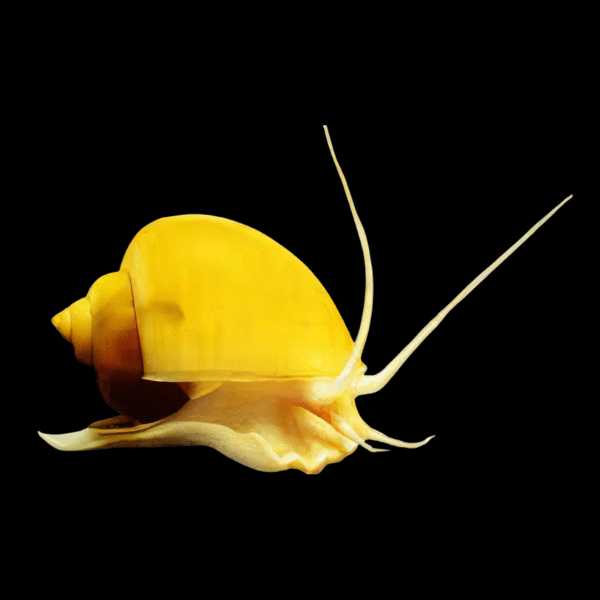 Golden Apple Mystery Snail Pomacea Canaliculata 4cm