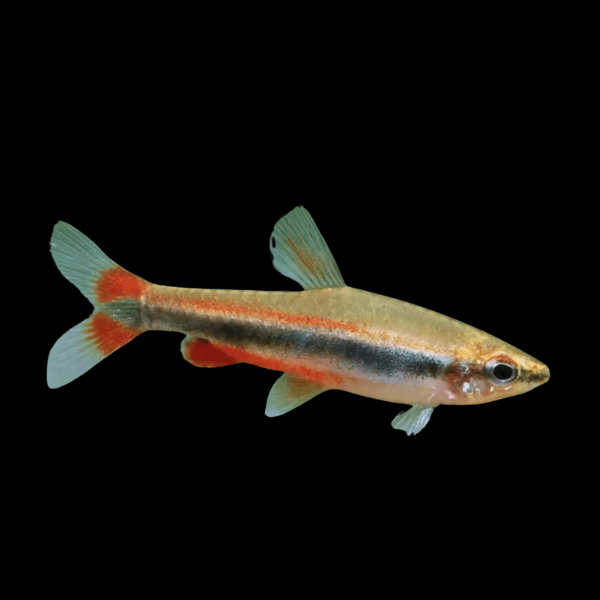 Golden Beckford’s Pencil Fish Nannostomus Beckfordi 3cm