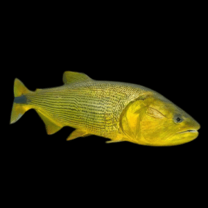 Golden Dorado Salminus Brasiliensis 10cm