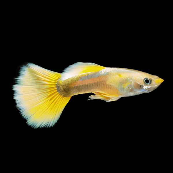 Golden Male Guppy Poecilia Reticulata 3cm