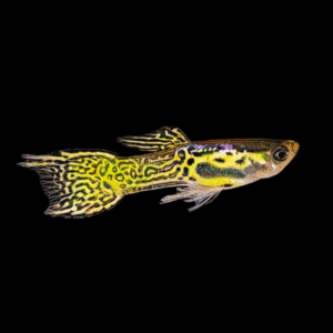 Golden Male Snakeskin Endler Guppy Fish Poecilia Wingei 3cm