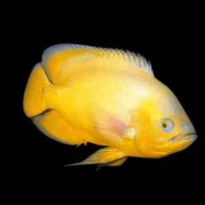 Golden Oscar Astronotus Ocellatus