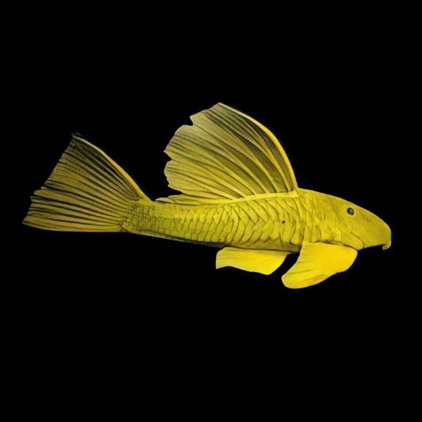 Golden Sail Fin Pleco Hypostomus Luteus Phase Three 30cm