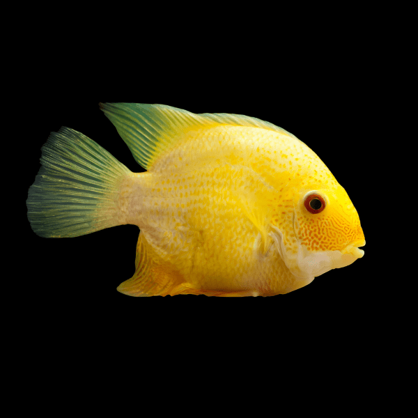 Golden Severum Cichlid Heros Efasciatus 5cm
