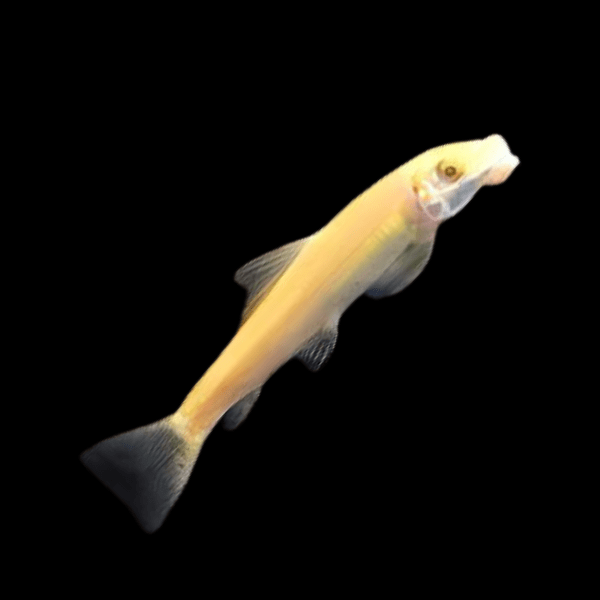 Golden Sucking Loach Chinese Algae Eater Gyrinocheilus Aymonieri 4cm