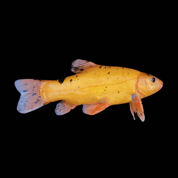 Golden Tench Doctor Fish Tinca Tinca 10cm