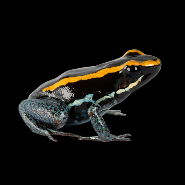 Golfodulcean Poison Frog Phyllobates Vittatus 5cm