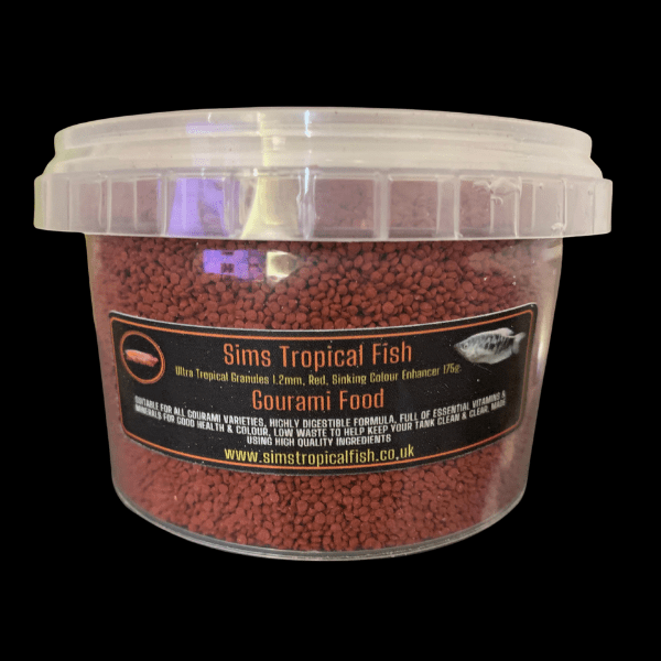 Orange Thick Lip Gourami Trichogaster Labiosa 5cm - Image 2