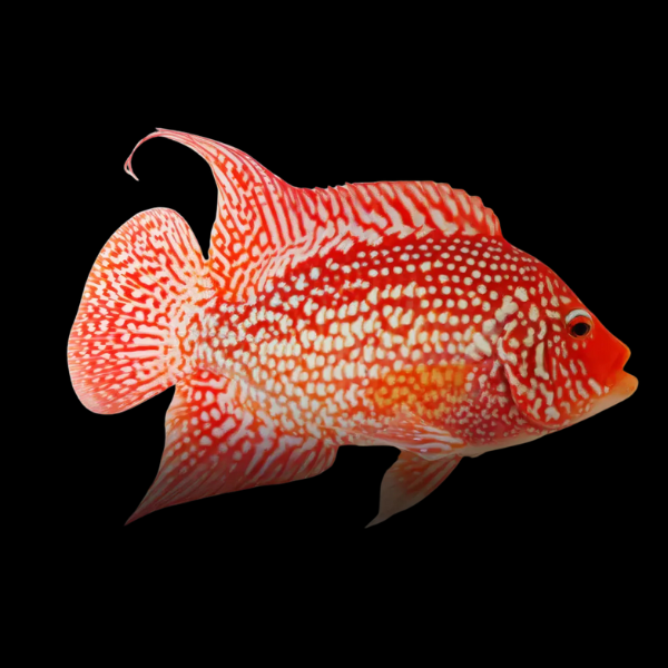 Grade A Escondido Red Texas Cichlid Hybrid Herichthys Cyanoguttatus – 15cm