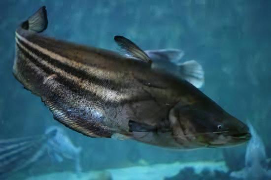 Great Tapah Striped Catfish Wallagoo Leeri 10cm - Image 5