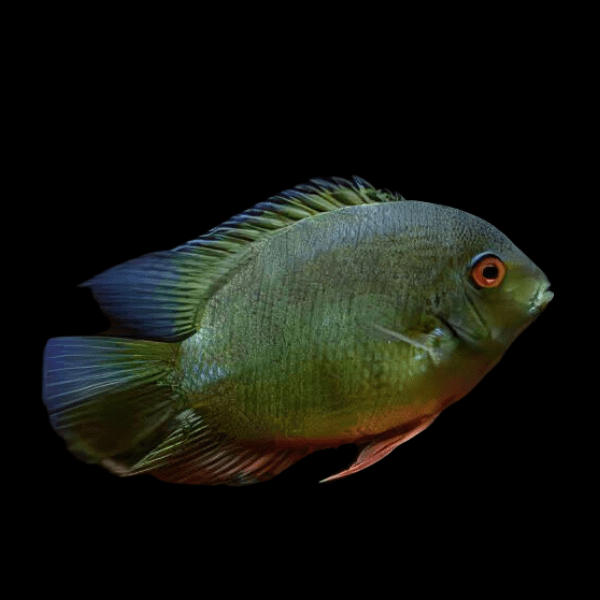 Green Banded Severum Heros Efasciatus 5cm