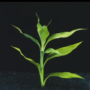 Five Bunched Plants Green Dracena Plant Dracaena Deremensis