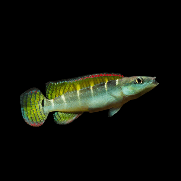 Green Dwarf Pike Cichlid Crenicichla Compressiceps 5cm