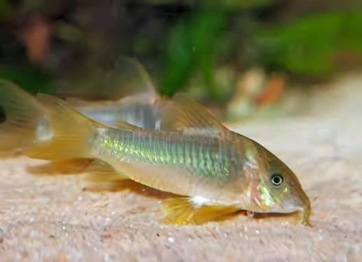 Assorted Corydoras Catfish 3cm - Image 12