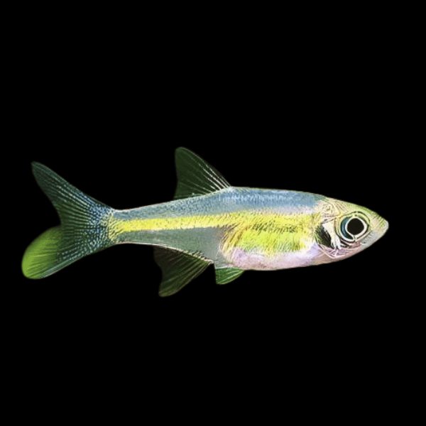 Neon Green Kubotai Rasbora Microrasbora Kubotai 2cm