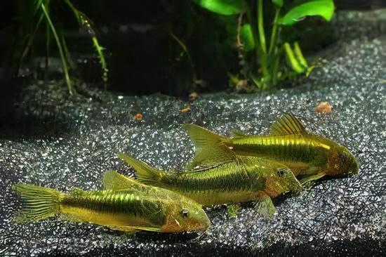 Assorted Corydoras Catfish 3cm - Image 22