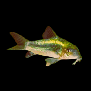 Green Laser Corydoras SP CW009 3cm Catfish