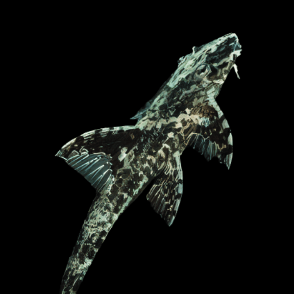 Green Lizard Whiptail Rineloricaria Sp 5cm