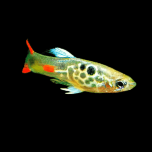 Green Male Snakeskin Endler Guppy Fish Poecilia Wingei 3cm