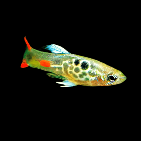 Green Male Snakeskin Endler Guppy Fish Poecilia Wingei 3cm