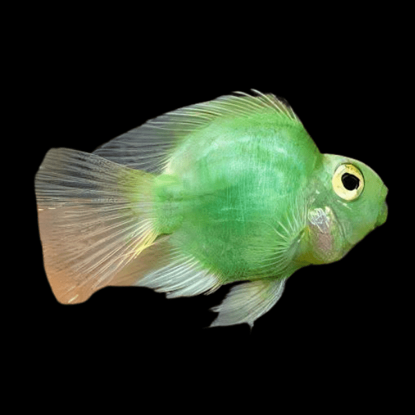 Green Baby Parrot Fish Hybrid Amphilophus citrinellus √ó Vieja melanurus 3cm