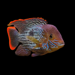 Green Terror Cichlid Andinoacara Rivulatus