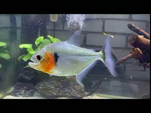 Green Tiger Manuel's Piranha Serrasalmus Manuelli 10cm - Image 6