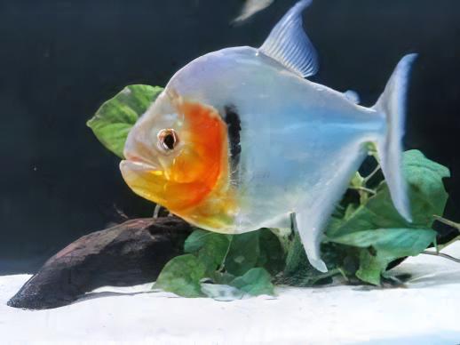 Green Tiger Manuel's Piranha Serrasalmus Manuelli 10cm - Image 7